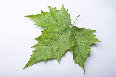 EA《滑板》新作宣称画面精美使用开放世界设计