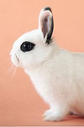 《夏洛克·福尔摩斯：第一章》今日发售 12分钟实机演示